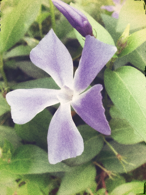 Vintage flower for Earth Day